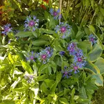 180512 Kornblumen.jpg