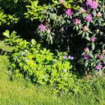 180512 Storchschnäbel tauchen wieder auf.webp