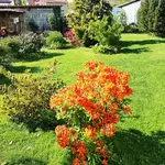 180512      Flamme lodert.webp