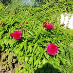 180512 Bauernpäonie.webp