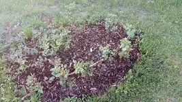 IMG_20180513_191858.webp