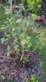 IMG_20180513_191945.webp