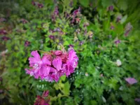 DSCF1037 (2).webp
