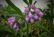 DSCF1041 (2).webp