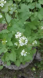 IMG_20180503_065719.webp