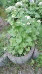 IMG_20180503_065711.jpg