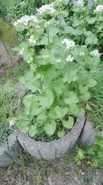IMG_20180503_065711.webp