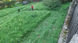 Unkrautrasen.webp Unkrautrasen.webp