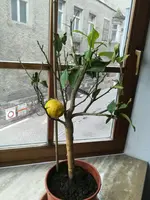 IMG_20180403_162013.webp