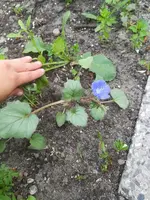 Garten (384).webp