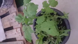 20180514_205924.jpg