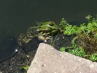 frosch.webp
