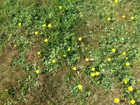 rasen.webp