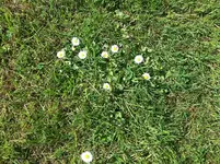 rasen1.webp
