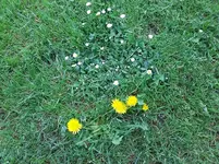 rasen2.webp