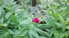 IMG_20180514_162138.webp