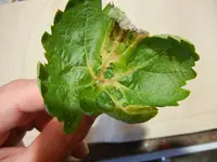 DSCN0010.webp