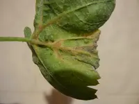 DSCN0011.webp