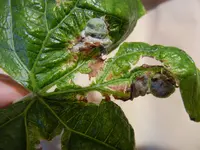 DSCN0012.webp