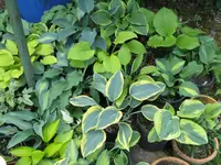 009_1024x768.JPG