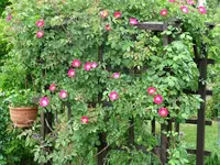 IMG_6130.webp