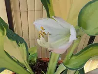 004.webp