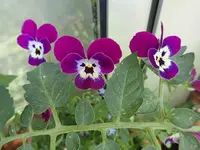 005.webp