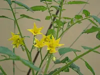 006.webp
