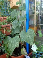 009.webp