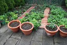 Garten Mai 3.jpg
