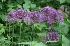 Allium1218.jpg