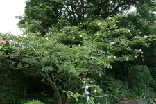 Sommermagnolie0218.webp