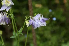Akeleien1918.webp