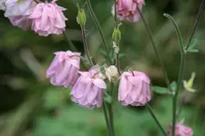 Akeleien2118.webp