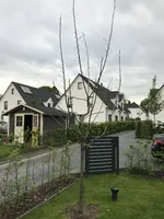 fremder Apfelbaum2.webp