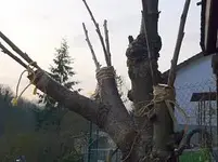 Napoleon + Suburst.webp