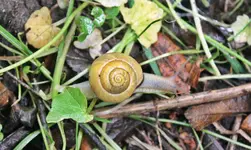 Schnecke 1.webp