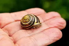 Schnecke 2.webp