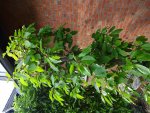 DSC03282.jpg