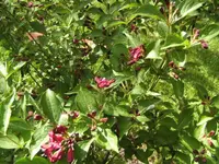 BILD9507.webp