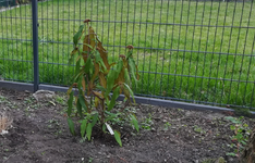 17-03 Viburnum rhyt.webp
