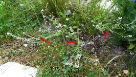 Hellblaublume 1.jpg Hellblaublume 1.jpg