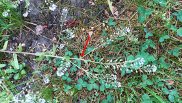 Hellblaublume 2.jpg