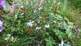 Hellblaublume 3.webp