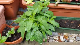 20180516_151305_resized.webp