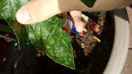 IMG-20180516-WA0013.webp