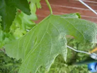 DSCN0001.webp