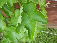 DSCN0002.webp