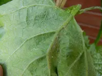 DSCN0003.webp