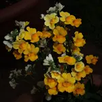 2018lfnspgl01.webp